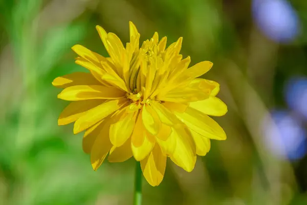 Flores Amarillas Con Pétalos Campo — Foto de Stock