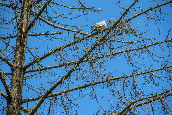 Droge Sparren Boom Blauwe Lucht Achtergrond — Stockfoto