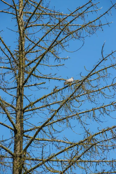 Droge Sparren Boom Blauwe Lucht Achtergrond — Stockfoto