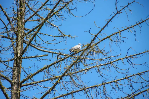 Árbol Abeto Seco Fondo Cielo Azul —  Fotos de Stock