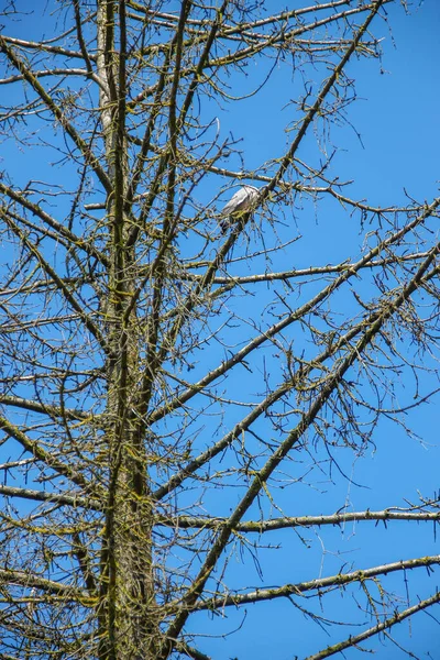 Droge Sparren Boom Blauwe Lucht Achtergrond — Stockfoto