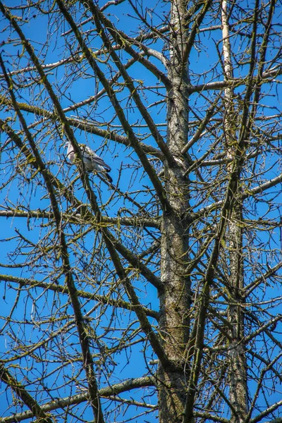 Сухе Ялинове Дерево Блакитне Небо Фону — стокове фото