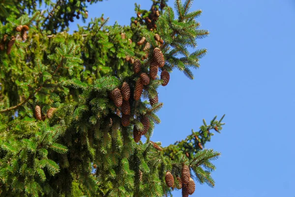 Cônes Jaunes Sur Arbre Noël Près Route — Photo