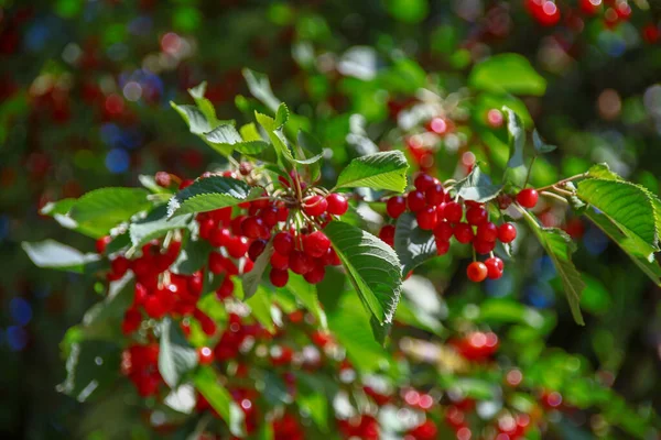 Bacche Rosse Ciliegie Selvatiche Lungo Strada — Foto Stock