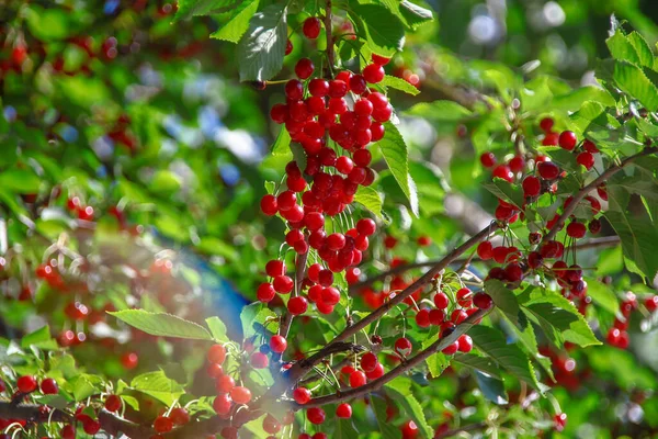 Rote Beeren Von Wildkirschen Wegesrand — Stockfoto