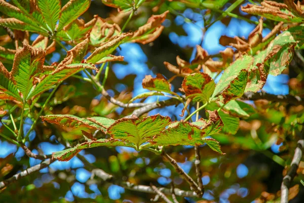 Yellow Green Leaves Chestnut Infected Disease — Stock Photo, Image