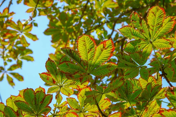 Gelbe Und Grüne Blätter Einer Kastanie Die Mit Der Krankheit — Stockfoto