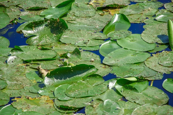 Green Water Lilies Pond August — Stock Photo, Image