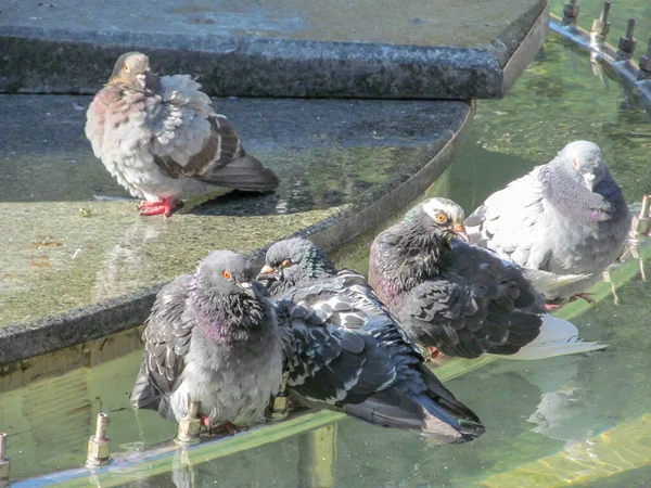 野生のハトは9月に太陽の下で燃える — ストック写真