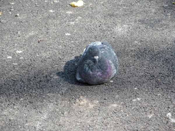 Les Pigeons Sauvages Brûlent Soleil Septembre — Photo