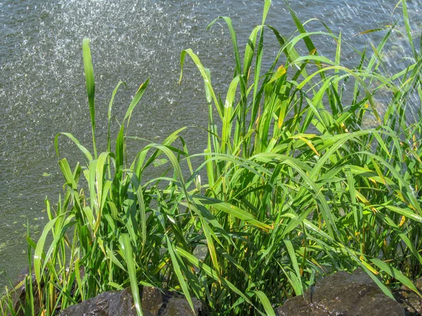 Green Grass Shore Pond September — Stock Photo, Image