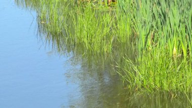 Eylül 'de nehir suyunda yeşil çimen