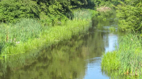 Herbe Verte Dans Eau Rivière Septembre — Photo