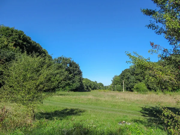 Landschaft Aus Blauem Wald Und Büschen — Stockfoto