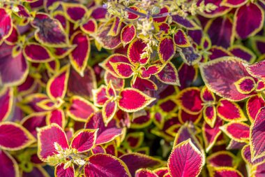 Parktaki çiçek tarhında bulunan kırmızı-sarı yapraklar.