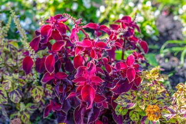 Parktaki çiçek tarhında bulunan kırmızı-sarı yapraklar.