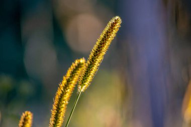 Eylül 'de gün batımında sarı çimenler