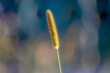 Eylül 'de gün batımında sarı çimenler