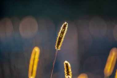 Eylül 'de gün batımında sarı çimenler