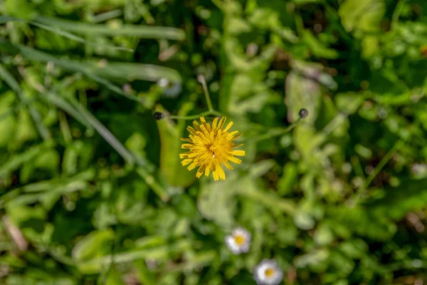 Кольорова Квітка Клумбі Парку Вересні — стокове фото