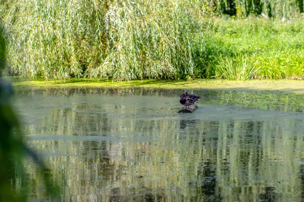 Eylül 'de üzerlerinde sonbahar ağaçları ve sarı yapraklar var.