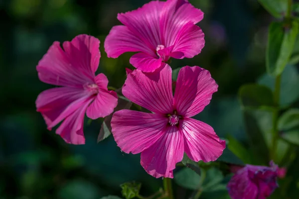 Pinkfarbene Blüten Mit Blütenblättern Herbst Park — Stockfoto