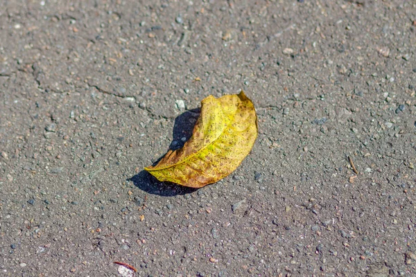 Eylül 'de sarı sonbahar yaprakları