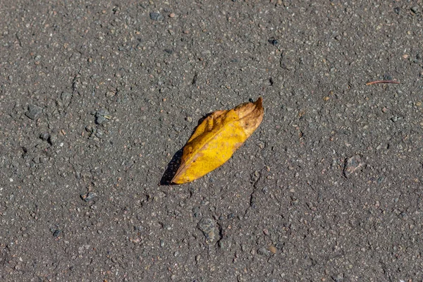 Žluté Podzimní Listy Září — Stock fotografie