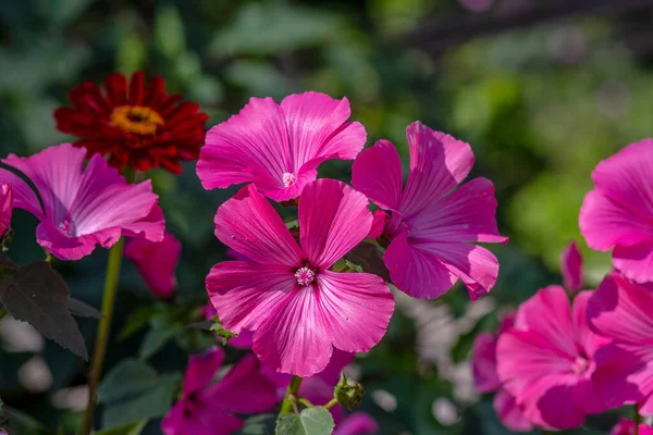 Fiori Rosa Con Petali Nel Parco Autunno — Foto Stock