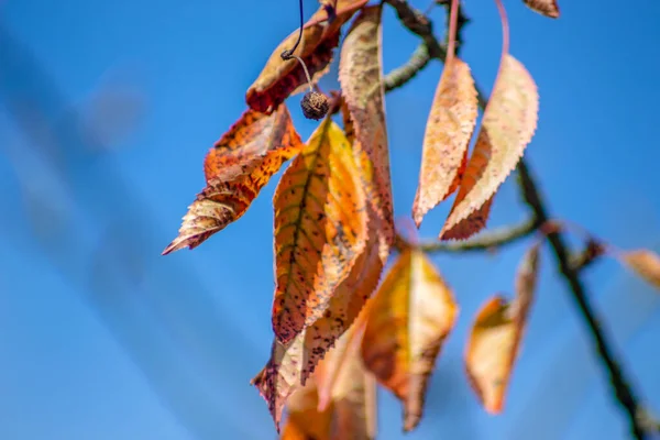 Żółte Liście Jesieni Wrześniu — Zdjęcie stockowe