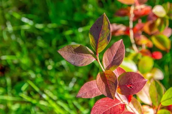 Red Green Blueberry Leaves Garden September — Stock Photo, Image