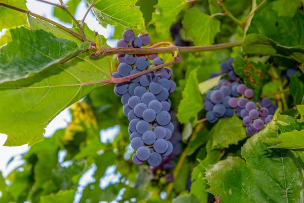 Baies Bleues Raisins Délicieux Dans Jardin Sur Vigne — Photo