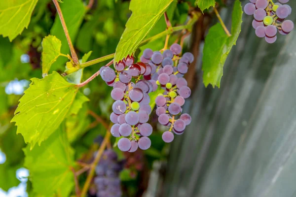 Üzümlerin Mavi Meyveleri Asmanın Bahçesinde — Stok fotoğraf