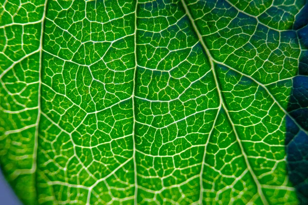 Eylül ayındaki sonbahar yapraklarının güzel dokusunun yakın çekimi