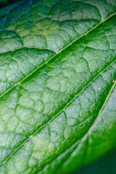 Gros Plan Sur Belle Texture Des Feuilles Automne Septembre — Photo