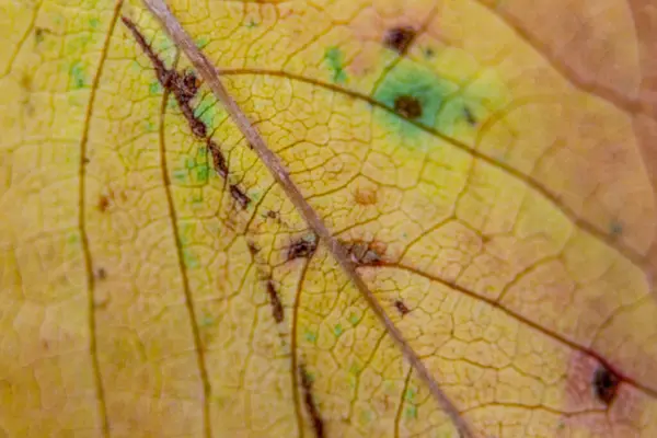 Close Shot Pięknej Tekstury Jesiennych Liści Wrześniu — Zdjęcie stockowe