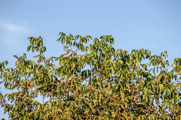 Foglie Verdi Uno Sfondo Del Cielo Autunno — Foto Stock