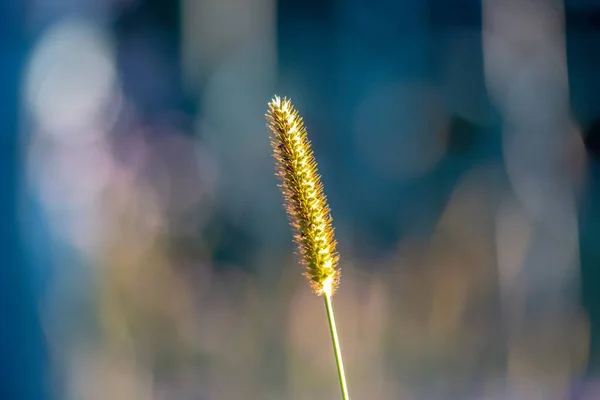 Erba Gialla Tramonto Settembre — Foto Stock