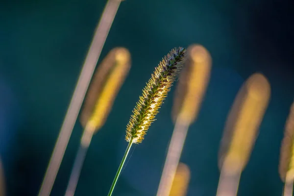 Žlutá Tráva Při Západu Slunce Září — Stock fotografie