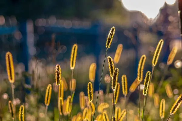 Žlutá Tráva Při Západu Slunce Září — Stock fotografie