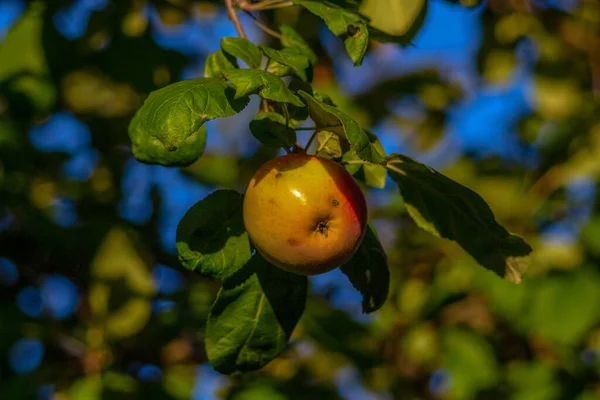 Äpfel Bei Sonnenuntergang September Garten — Stockfoto