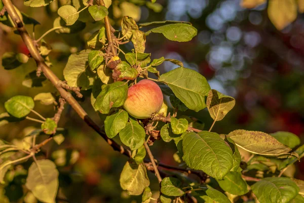 Яблоки Закате Сентябре Саду — стоковое фото