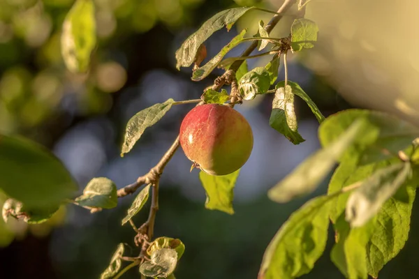 Äpfel Bei Sonnenuntergang September Garten — Stockfoto