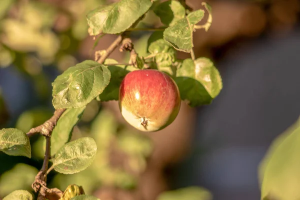 Äpfel Bei Sonnenuntergang September Garten — Stockfoto