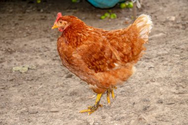 Çiftlikte taraklı kırmızı tavuk