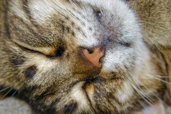 Cat Sleeps Ground Farm — Stock Photo, Image