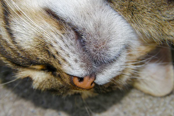 Cat Sleeps Ground Farm — Stock Photo, Image
