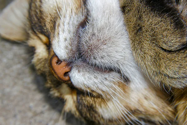 Gatto Dorme Terra Nella Fattoria — Foto Stock