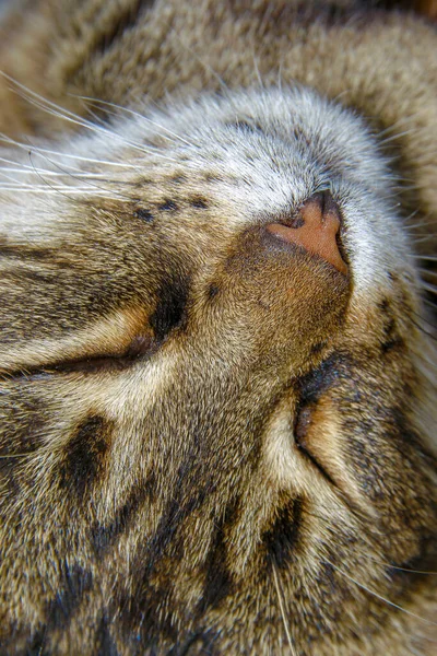 Cat Sleeps Ground Farm — Stock Photo, Image