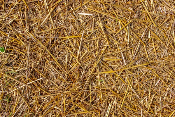 穀物収穫者の側の後のフィールド上の黄色のわらのテクスチャ8月に — ストック写真